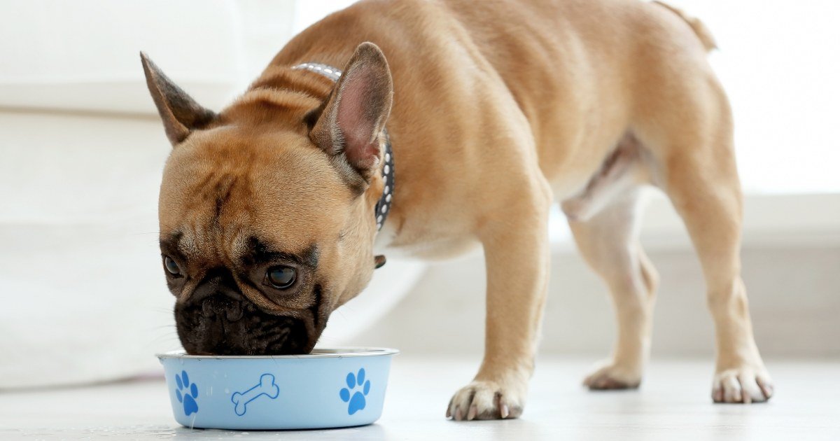 A Guide to Buying Pet Food in Bulk: Savings and Quality Combined