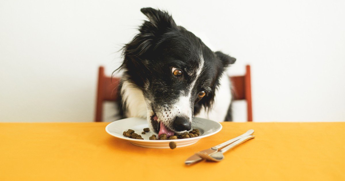 Budget-Friendly Solutions from Top Pet Food Manufacturers