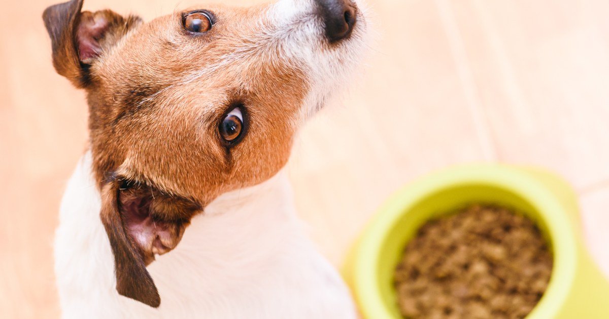 Get Your Pet Food in Large Quantities from Sterling Petco