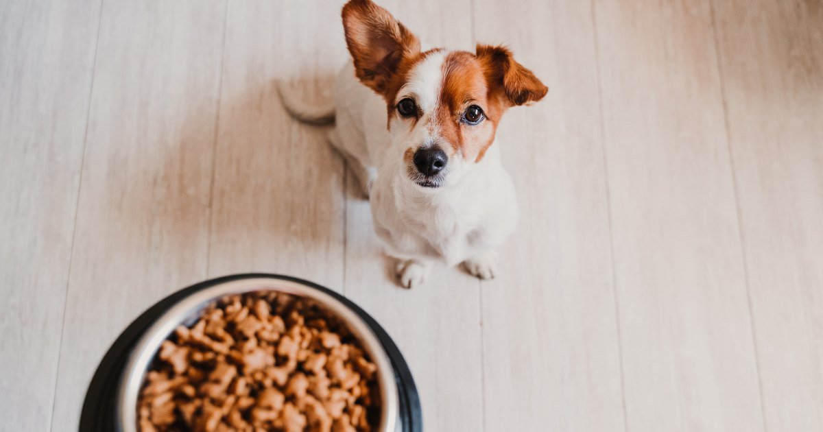 What Does “Human Grade” Mean for Pet Food? 