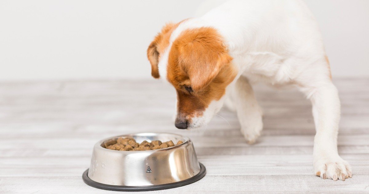 Sterling Petco - Pet Food Manufacturers Guide to Grain-Free Diet Options