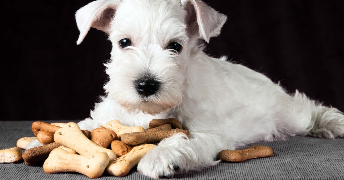 Pet Food Manufacturer’s Guide to Grain-Free Diet Options