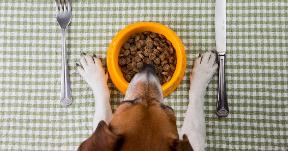 The Role of Pet Food Manufacturers in Ensuring Quality Nutrition