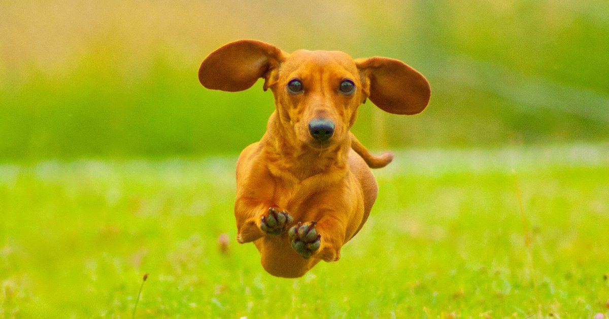 Where Every Bite is a Bark of Joy with Sterling Petco