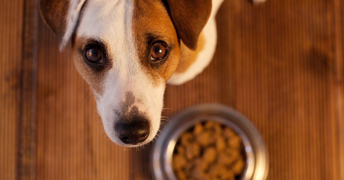 Your Pet’s Best Life Starts with Sterling Petco, The Elite Pet Food Supplier