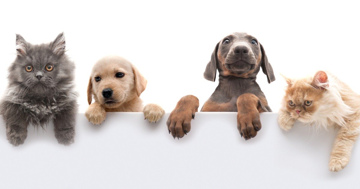 Why Veterinarians Recommend Sterling Petco as Your Pet Food Supplier