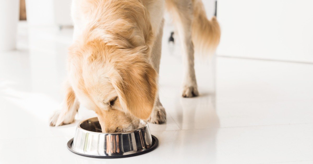 Sterling Petco-From Puppies to Seniors The Versatility of Gullet Dog Food