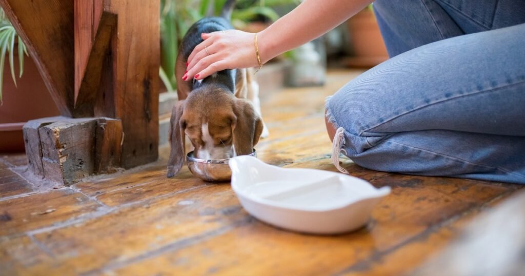 Sterling Petco-Top Reasons Pet Owners Trusted Pet Food Manufacturers