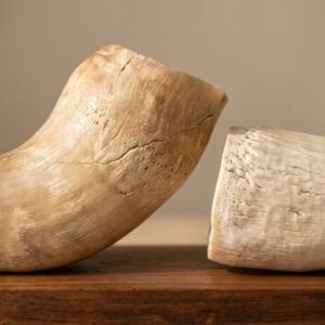 Two pale, curved horn pieces with textured, cracked surfaces resting on a wooden table.