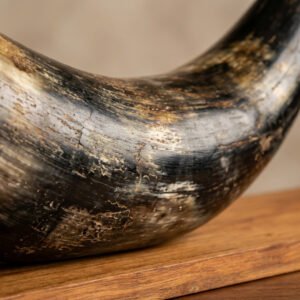 Close-up of a weathered, curved horn or horn-like object resting on a wooden surface with chipped, rustic texture.